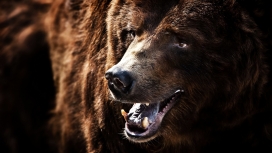 张嘴喘气的棕色熊