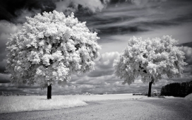 雪树写真