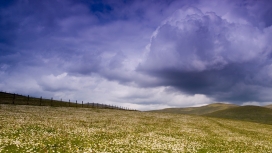 紫云下的白色花朵
