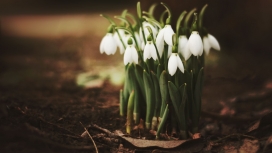 春天雪花莲壁纸