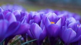 春天的紫色花朵