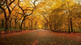 秋天的大道