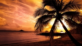 棕榈树的海滩天空