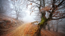 秋天的雾路