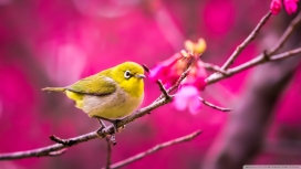 春天的黄色鸟