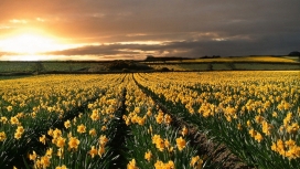 黄色水仙花壁纸