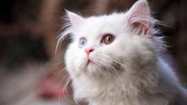 高清晰白猫壁纸