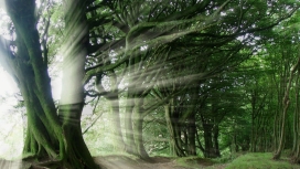 树木的大自然光爆