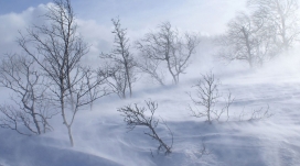 大雪林