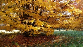 秋天树叶黄枝壁纸