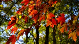 红色枫叶壁纸