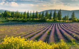 漂亮的薰衣草花圃壁纸