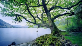 英国湖区老树