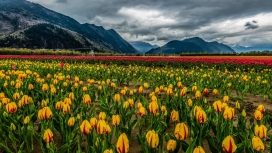 高山下的黄色郁金香花圃壁纸