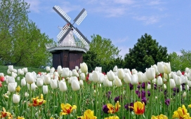 风车旁的白色郁金香壁纸下载