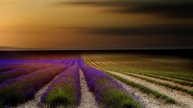 薰衣草花圃花场壁纸