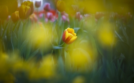 虚幻郁金香壁纸