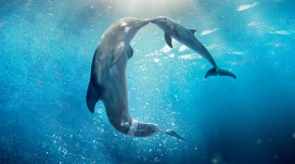 海豚亲子游