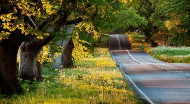 美丽的森林树路