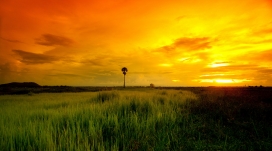 美丽的黄绿色日落草原美景