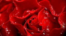 鲜红水珠玫瑰花瓣