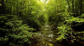 年轻美丽的绿色森林