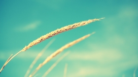蔚蓝天空下的小麦