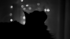 黑猫影