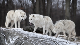 三只白狼