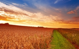 晚霞下的金色麦田壁纸