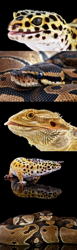 Reptiles-两栖爬行动物写真照片