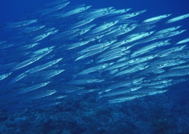 蓝海群鱼写真壁纸