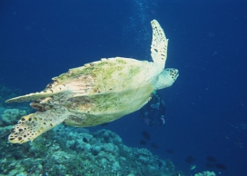 高清晰深海游泳的海龟壁纸