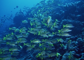 珊瑚礁深海群鱼壁纸