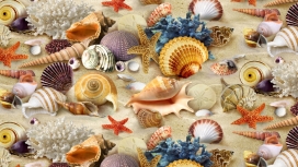 海洋贝壳类海鲜壁纸