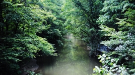 森林浑浊河流壁纸