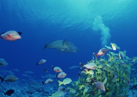 高清晰深海群鱼寻食壁纸