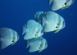 高清晰深海鳊鱼壁纸