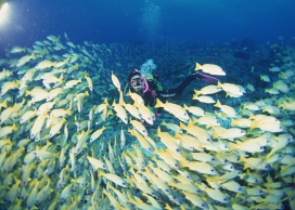 潜水员深海探秘群鱼壁纸