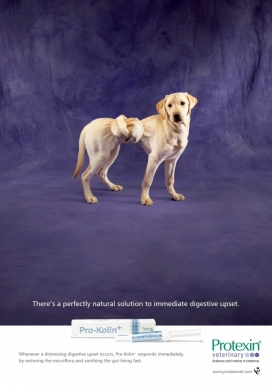 解决消化不良或长期胃肠道-Protexin胃药平面广告-肚子打结的宠物狗