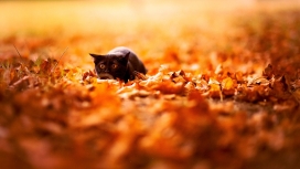 秋季落叶上的猫