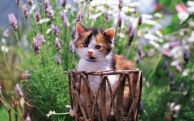躲在篮子里面的花猫壁纸
