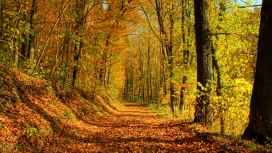 秋季森林路美景壁纸