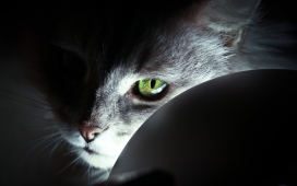 夜光下的高清晰灰色猫壁纸