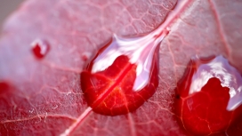 高清晰红色小水珠壁纸