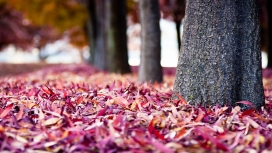 微距下的红色秋叶与大树