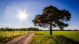 漂亮的乡间绿色小道壁纸