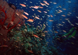 高清晰珊瑚海群鱼壁纸