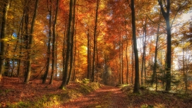 秋季森林美景