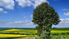 高清晰油菜花与大树